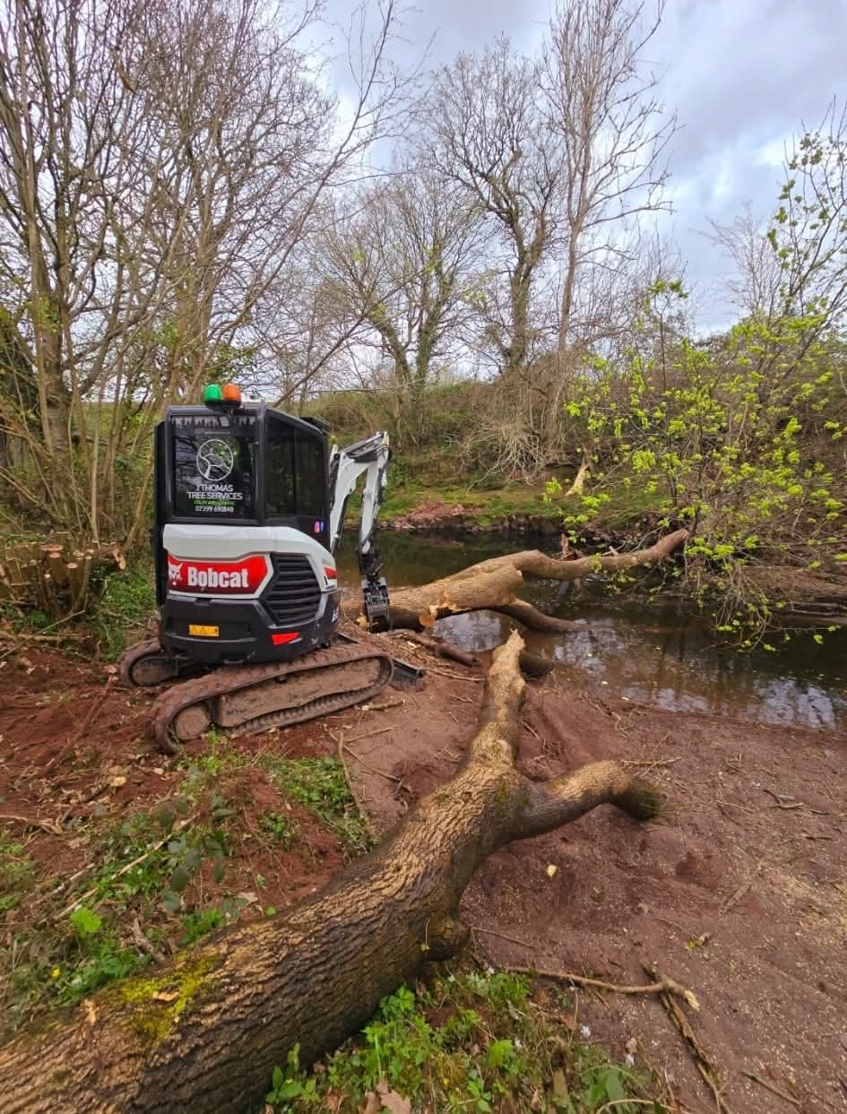 J Thomas Tree Services Bobcat clearing fallen timber