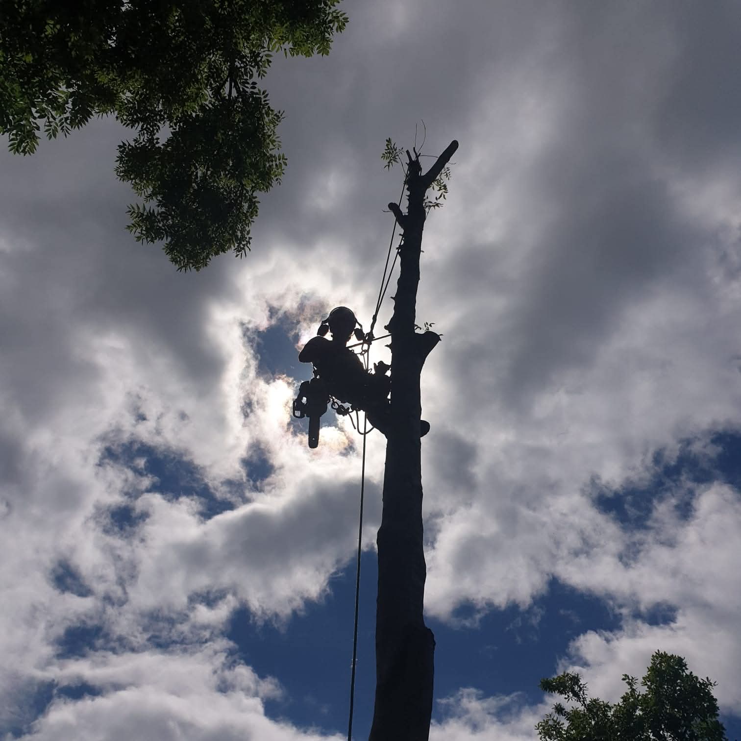 Tree surgeon working at height